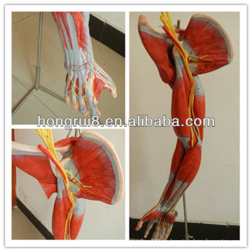 ISO Vivid Анатомическая модель мышц рук с основными сосудами и нервами